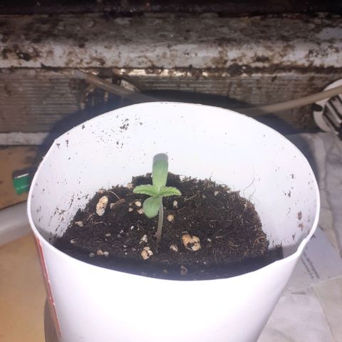 CHMOG growlog timeline photo