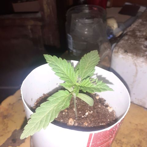 CHMOG growlog timeline photo