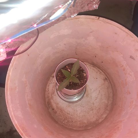 CHMOG growlog timeline photo