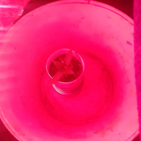 CHMOG growlog timeline photo