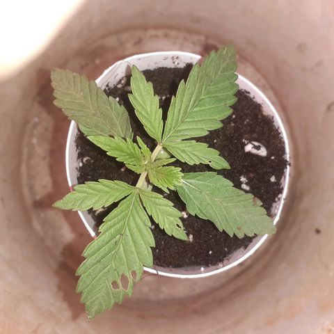 CHMOG growlog timeline photo
