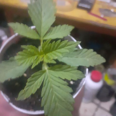 CHMOG growlog timeline photo