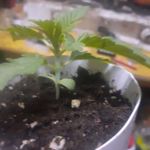 CHMOG growlog timeline photo