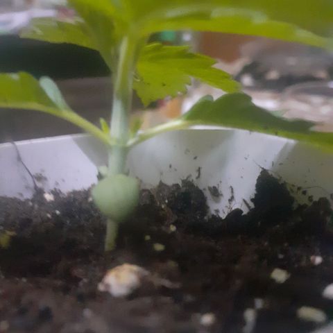 CHMOG growlog timeline photo