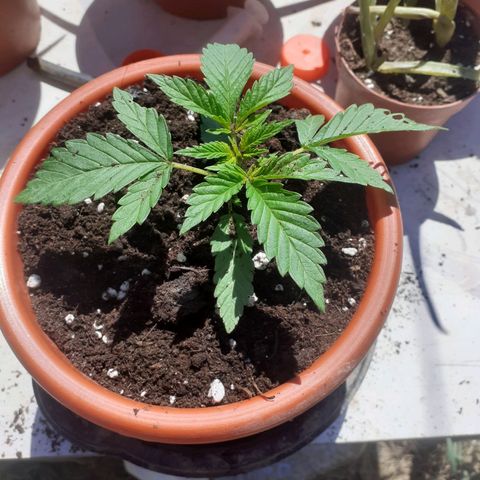 CHMOG growlog timeline photo