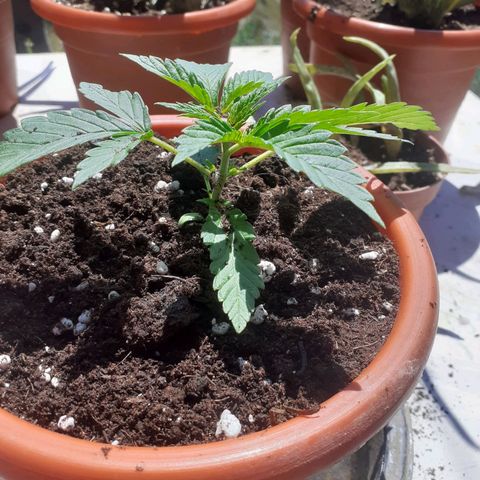 CHMOG growlog timeline photo
