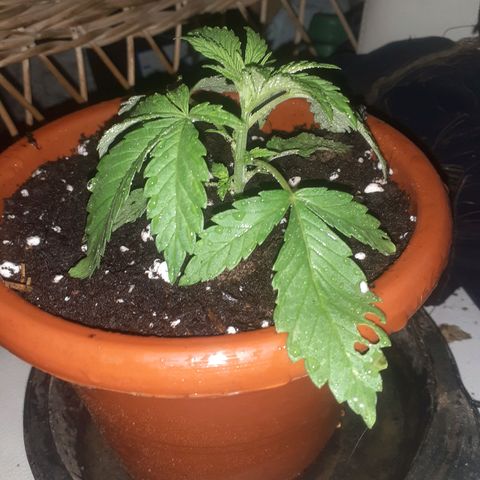 CHMOG growlog timeline photo