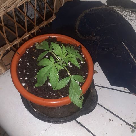 CHMOG growlog timeline photo