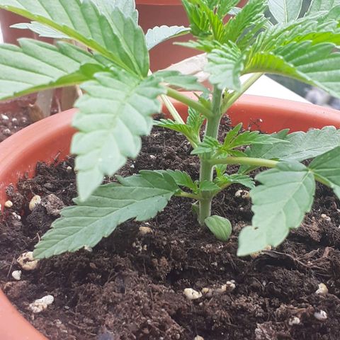 CHMOG growlog timeline photo
