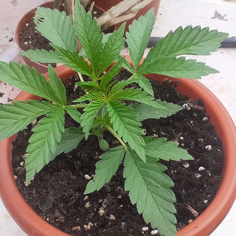 CHMOG growlog timeline photo