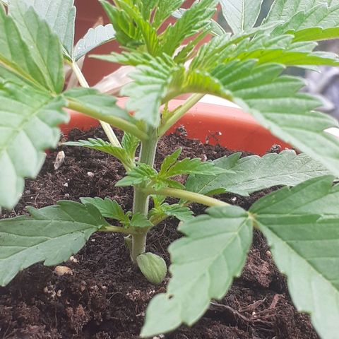 CHMOG growlog timeline photo