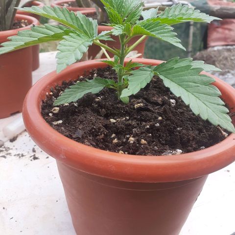 CHMOG growlog timeline photo