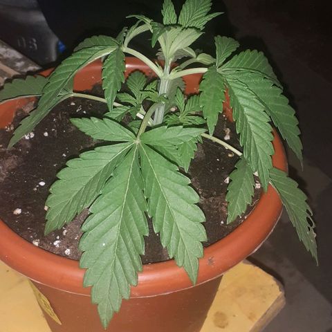 CHMOG growlog timeline photo