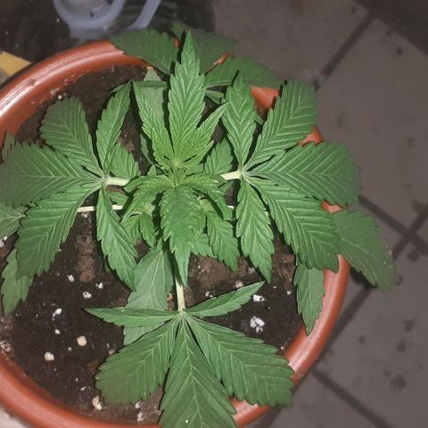 CHMOG growlog timeline photo