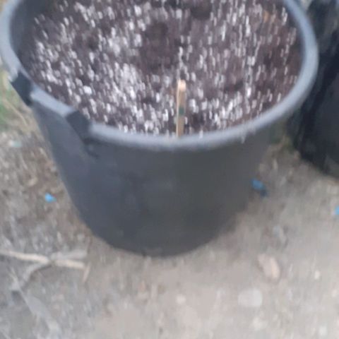 Gelatto  2 growlog timeline photo