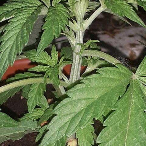 CHMOG growlog timeline photo