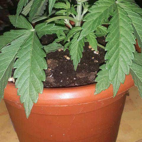 CHMOG growlog timeline photo