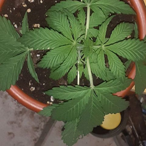 CHMOG growlog timeline photo