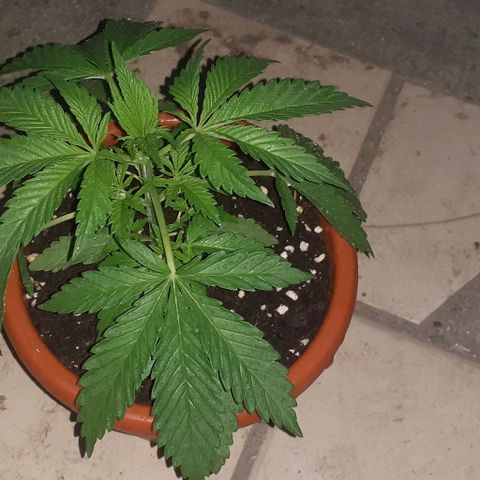 CHMOG growlog timeline photo