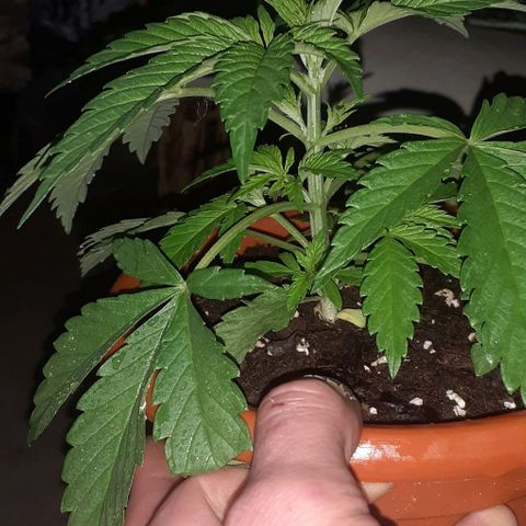 CHMOG growlog timeline photo