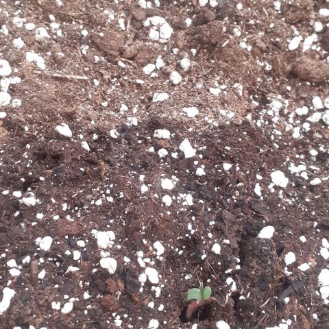 Amnesia 3 growlog photo: Salió de tierra 