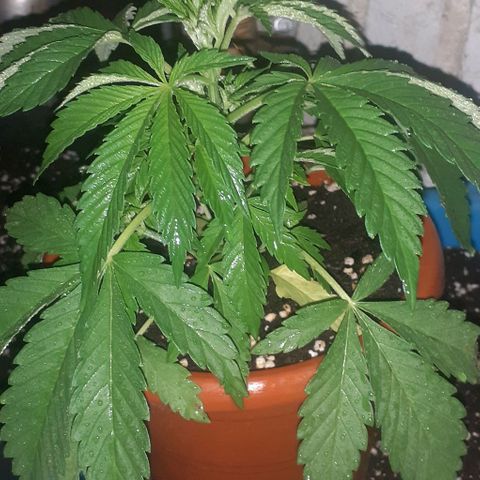 CHMOG growlog timeline photo