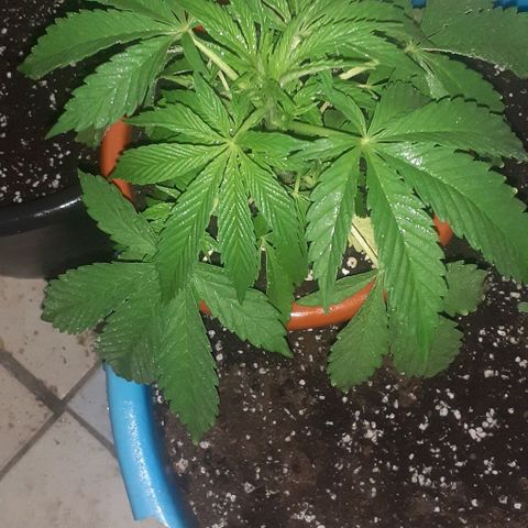 CHMOG growlog timeline photo