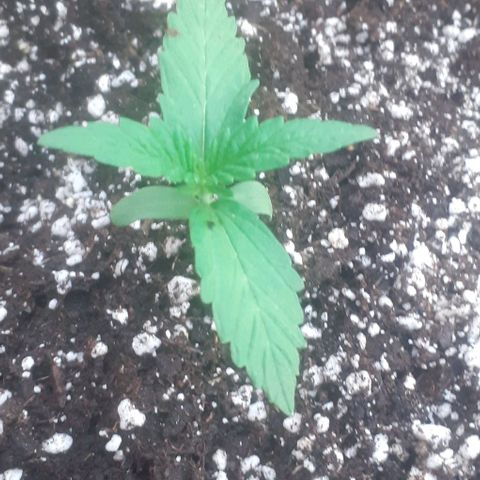 Gelatto  2 growlog timeline photo