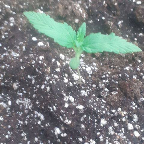 Amnesia 3 growlog timeline photo