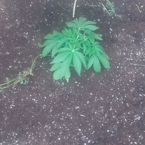 CHMOG growlog timeline photo