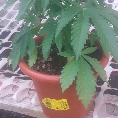 CHMOG growlog timeline photo