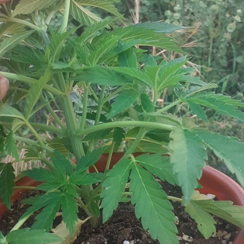 CHMOG growlog timeline photo