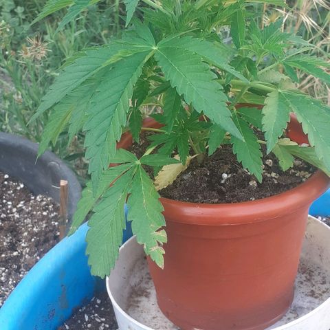 CHMOG growlog timeline photo