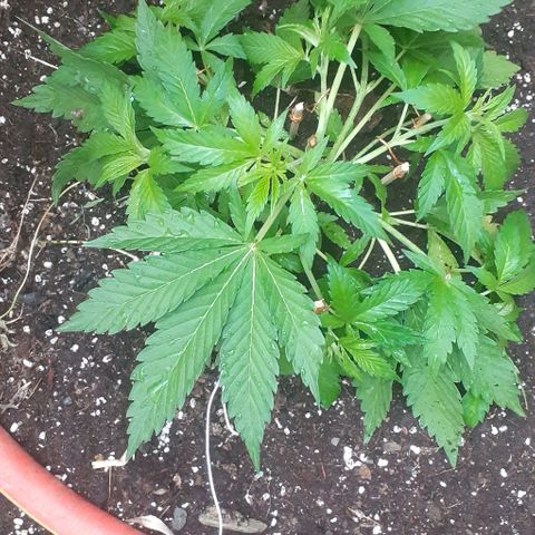 CHMOG growlog timeline photo