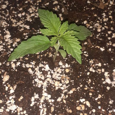 Gorilla 1 growlog timeline photo