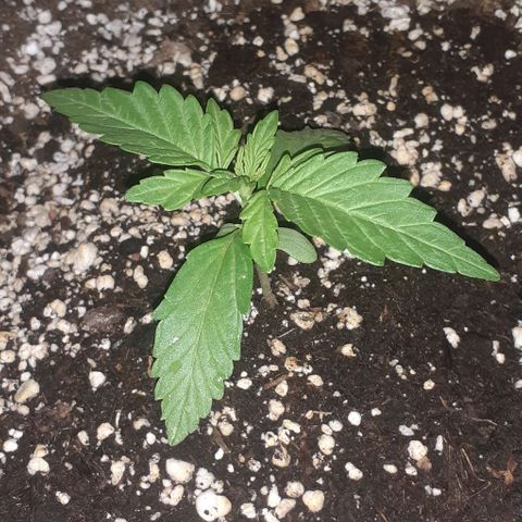 Gelatto  2 growlog timeline photo