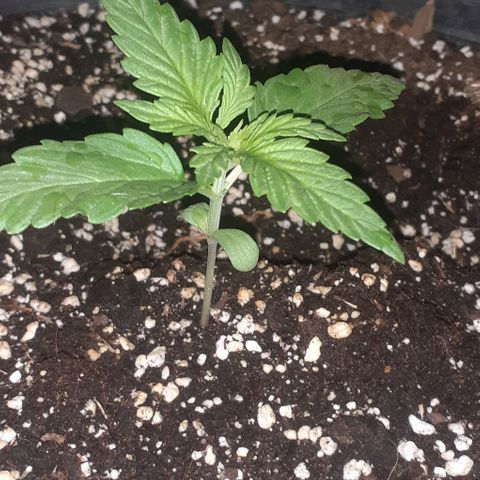 Amnesia 3 growlog timeline photo