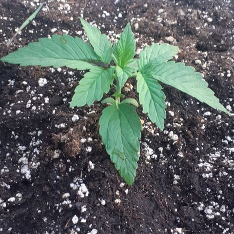Gorilla 1 growlog timeline photo