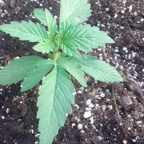 Gelatto  2 growlog timeline photo