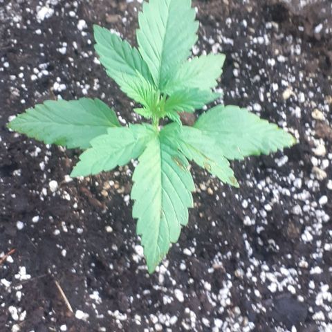 Amnesia 3 growlog timeline photo