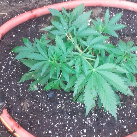 CHMOG growlog timeline photo
