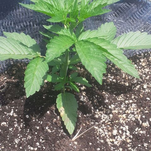 Gorilla 1 growlog timeline photo