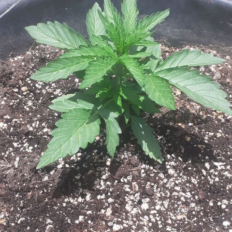 Gelatto  2 growlog timeline photo