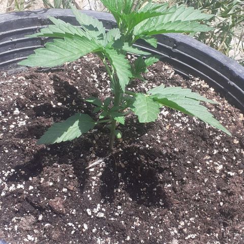 Amnesia 3 growlog timeline photo
