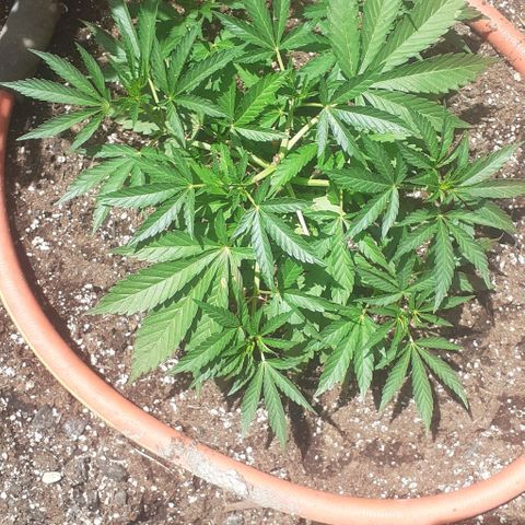 CHMOG growlog timeline photo