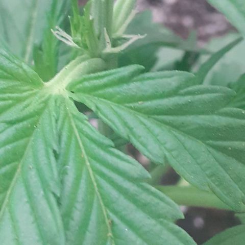 Amnesia 3 growlog photo: Prefloracion