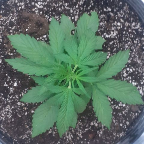 Amnesia 3 growlog timeline photo
