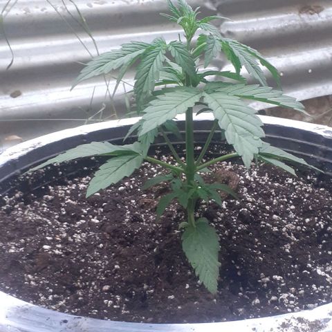 Amnesia 3 growlog timeline photo