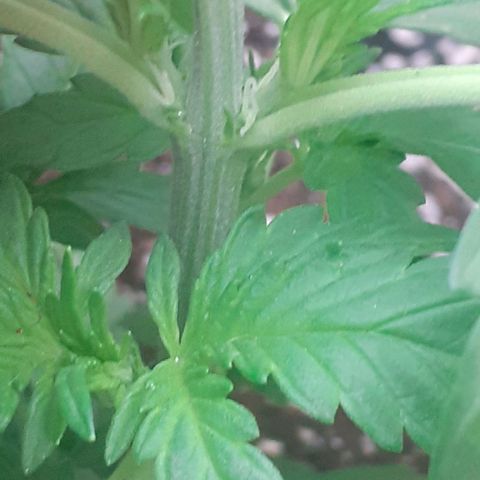Gelatto  2 growlog photo: Prefloracion