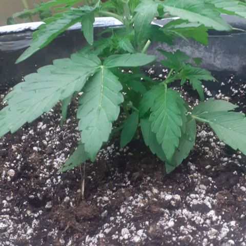 Gelatto  2 growlog timeline photo